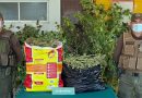 Detienen a sujeto por cultivo de marihuana