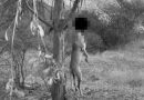 Del árbol de Marchigüe al camino de Nancagua: cuando la crueldad deja de ser una excepción