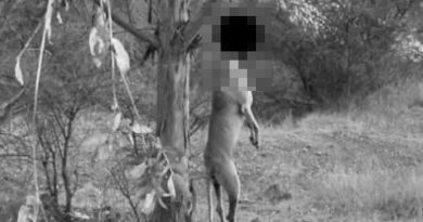 Del árbol de Marchigüe al camino de Nancagua: cuando la crueldad deja de ser una excepción